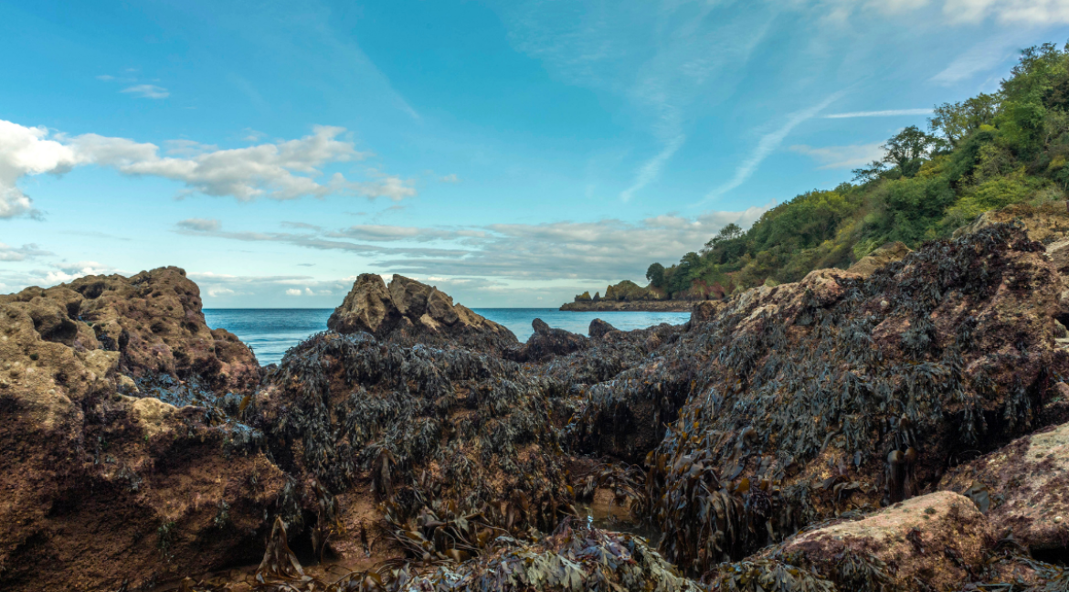 Anstey's cove (1)